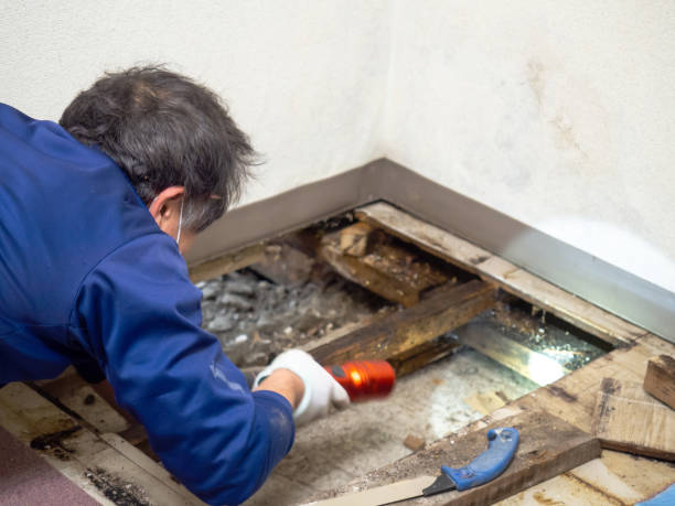Best Fast Mold Removal  in Prospect, OH