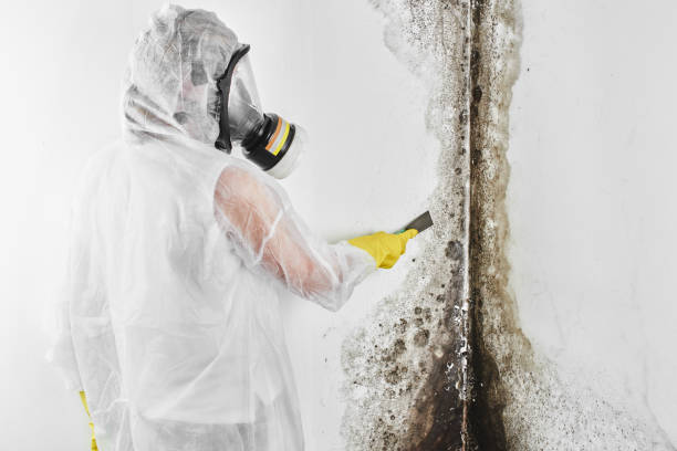 Crawl Space Mold Removal in Prospect, OH