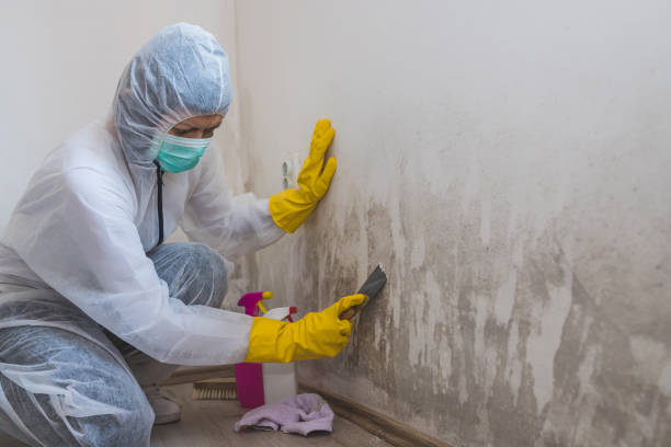 Best Mold Damage Repair  in Prospect, OH