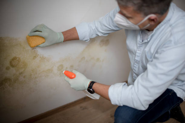 Best Same-Day Mold Removal  in Prospect, OH