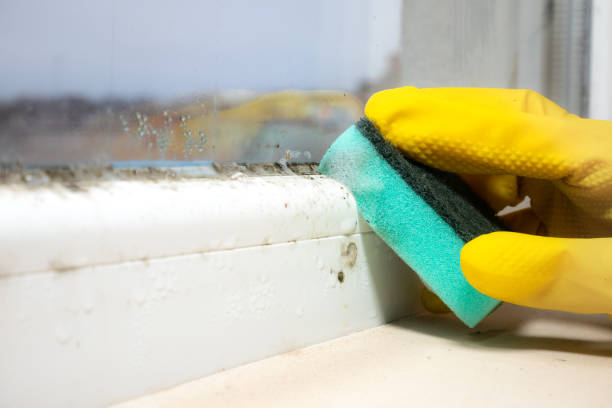 Best Affordable Mold Removal  in Prospect, OH