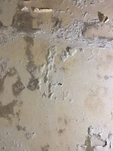 Best Emergency Mold Removal  in Prospect, OH