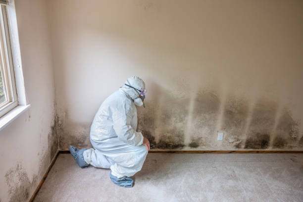Reliable Prospect, OH Mold Removal Solutions