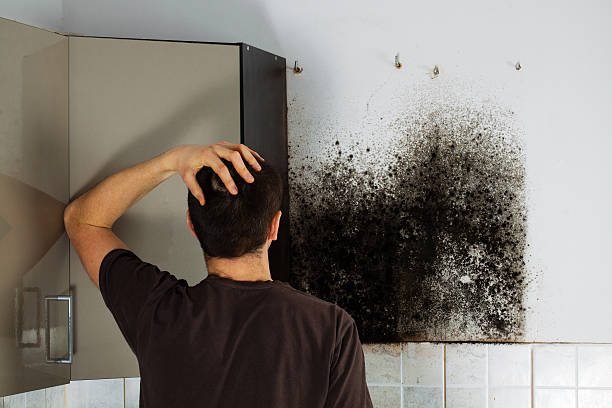 Best Professional Mold Removal  in Prospect, OH