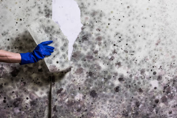 Mold Testing and Removal in Prospect, OH