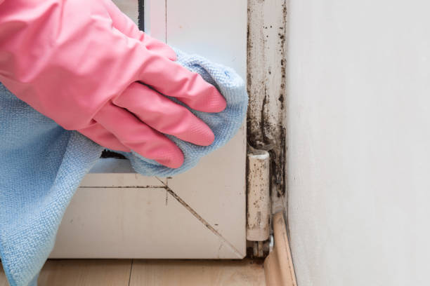 Best Toxic Mold Removal  in Prospect, OH