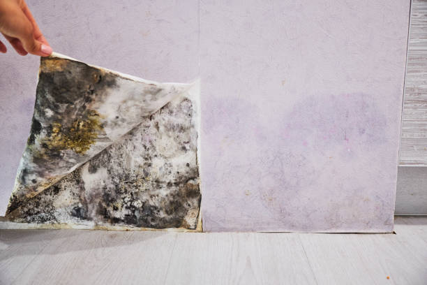 Best Office Mold Removal Services  in Prospect, OH